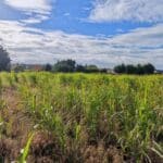 Miscanthus Variety trial 2024, Boghall, Sept. 2025
