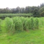 2024 Miscanthus Variety Trial, Hillsborough, Sept. 2025