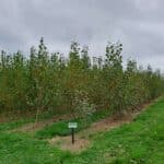 SRC Poplar, North Wyke, October 2025
