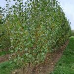 SRC Poplar, North Wyke, October 2025