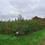 Alder, North Wyke, October 2025