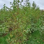 Alder, North Wyke, October 2025