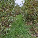 Alder, North Wyke, October 2025