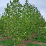 SRF Poplar, North Wyke, October 2025