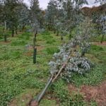 Eucalyptus Storm Damage, North Wyke, October 2025