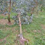 Eucalyptus Storm Damage, North Wyke, October 2025