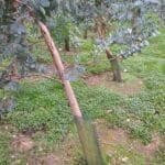 Eucalyptus, North Wyke, October 2025