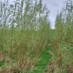 Willow, North Wyke, Oct. 2025