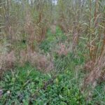 Willow, North Wyke, Oct. 2025