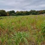 Miscanthus Athena, North Wyke, October 2025