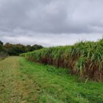 Miscanthus Athena, North Wyke, October 2025