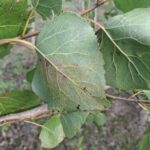 SRF Poplar, Cockle Park Farm, October 2025