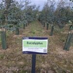 SRF Eucalyptus, Cockle Park Farm, October 2025