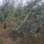 SRF Eucalyptus, Cockle Park Farm, October 2025