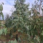 SRF Eucalyptus, Cockle Park Farm, October 2025