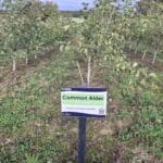 SRF Alder, Cockle Park Farm, October 2025