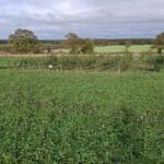 SRF Alder, Cockle Park Farm, October 2025