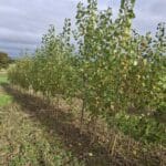 SRC Poplar, Cockle Park Farm, October 2025