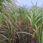 0.5ha Miscanthus Athena, Cockle Park Farm, Oct. 2025