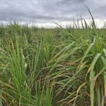 0.5ha Miscanthus Athena, Cockle Park Farm, Oct. 2025