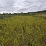 Switchgrass, Cockle Park Farm, Oct. 2025