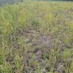 Switchgrass, Cockle Park Farm, Oct. 2025