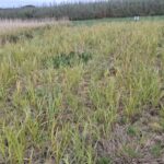 Switchgrass, Cockle Park Farm, Oct. 2025