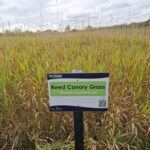 Reed Canary Grass, Cockle Park Farm, Oct.2025