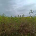 Alder, Headley Hall, October 2025