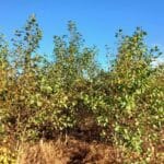 Alder, Auchincruive, October 2025