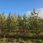 Alder, Boghall, October 2025