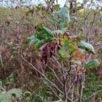 Alder Leaves and pods, Headley Hall, October 2025