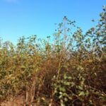 Alder, Auchincruive, October 2025