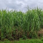 Miscanthus Athena, Auchincruive, Sept. 2025