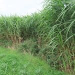 Miscanthus Athena, Hillsborough, Sept. 2025