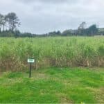 Miscanthus Athena, Aberystwyth, Sept. 2025