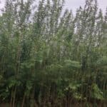 Willow, Auchincruive, Sept. 2025