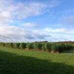 Miscanthus Athena, Auchincruive, October 2025