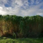 Miscanthus giganteus, Auchincruive, October 2025
