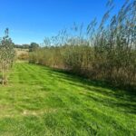 Grass Surrounds and Willow, Chesham, Sept 2025