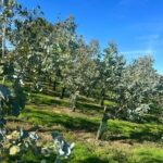 SRF Eucalyptus - Chesham, Sept. 2025