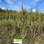 Sida, Chesham, Sept. 2025