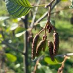 SRF Alder - Chesham, Sept. 2025