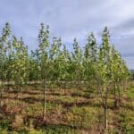 SRF Poplar, Boghall, Sept. 2025