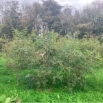 Black Locust, Aberystwyth, Sept. 2025