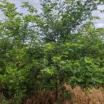Black Locust, Auchincruive, Sept. 2025