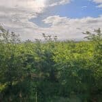 Black Locust, Boghall, Sept. 2025