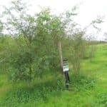 Black Locust, Hillsborough, Sept. 2025