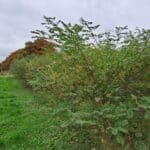 Black Locust, North Wyke, October 2025