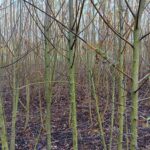 Black Branches 0.5ha Willow, Headley Hall, Oct. 2025